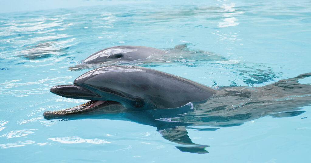 開業1周年ノアドルフィンドーム入館料無料＆優待券付き宿泊プラン